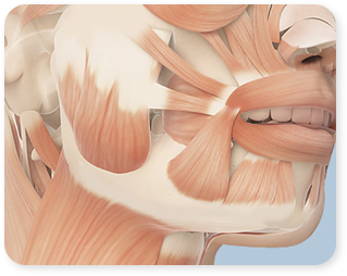 Retaining ligaments, muscle, and fat volume analysis