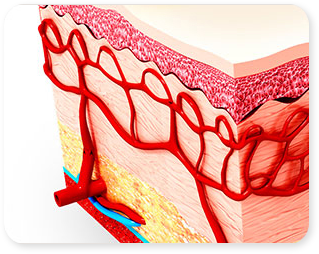 SMAS layer and skin elasticity analysis